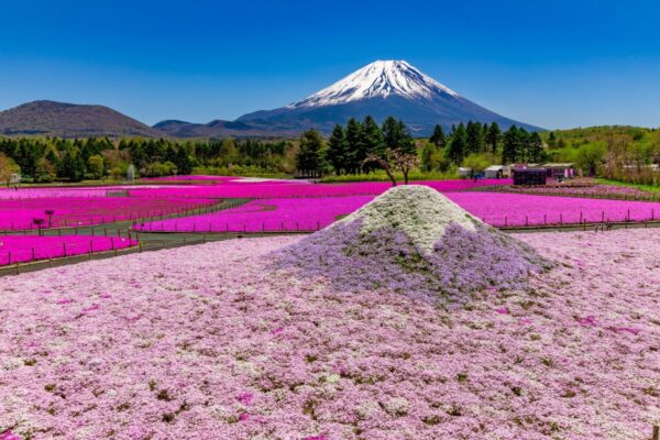 春の風物詩「富士芝桜まつり」 が富士山麓で4月12日（土）開幕
