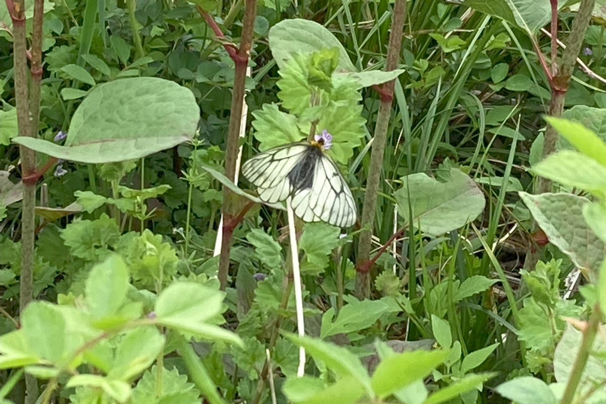 昆虫　自然観察　生物多様性