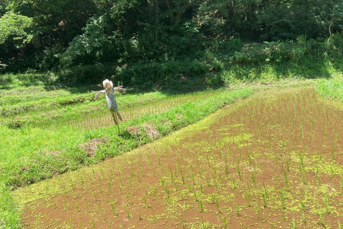 田植え　泥んこ　生きもの　稲作り