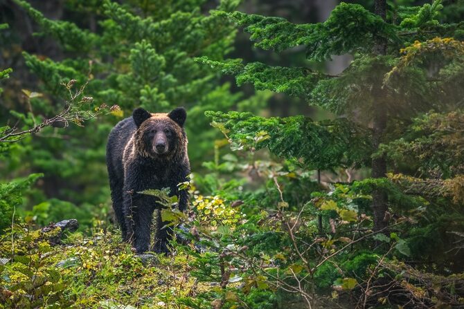 繰り返しの生存体験から語る「クマに遭ったら〇〇は間違い」。誤解だらけのヒグマ対策