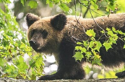 1日6頭も…数々の遭遇体験から語る。誤解だらけのヒグマ対策〜実践編〜
