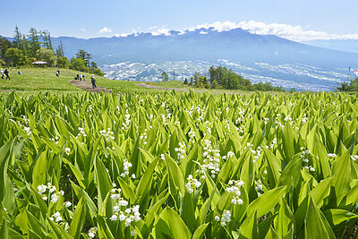 水と花に包まれる、春の高原ハイク—富士見パノラマリゾート「120万本のすずらん祭り」開催！