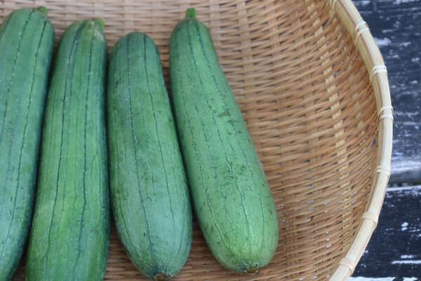特別な技術は不要！プランターひとつでできる、ヘチマの育て方とコツ