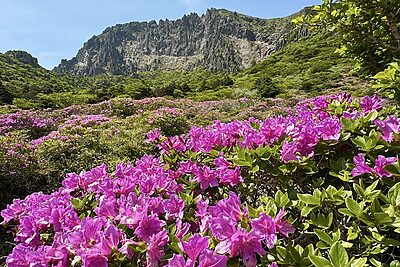 【済州島・ハルラサン】ツツジが咲き誇るヨンシルコース登山記