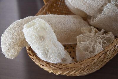気軽にサステナライフを始めよう。簡単・失敗なしヘチマたわしの作り方