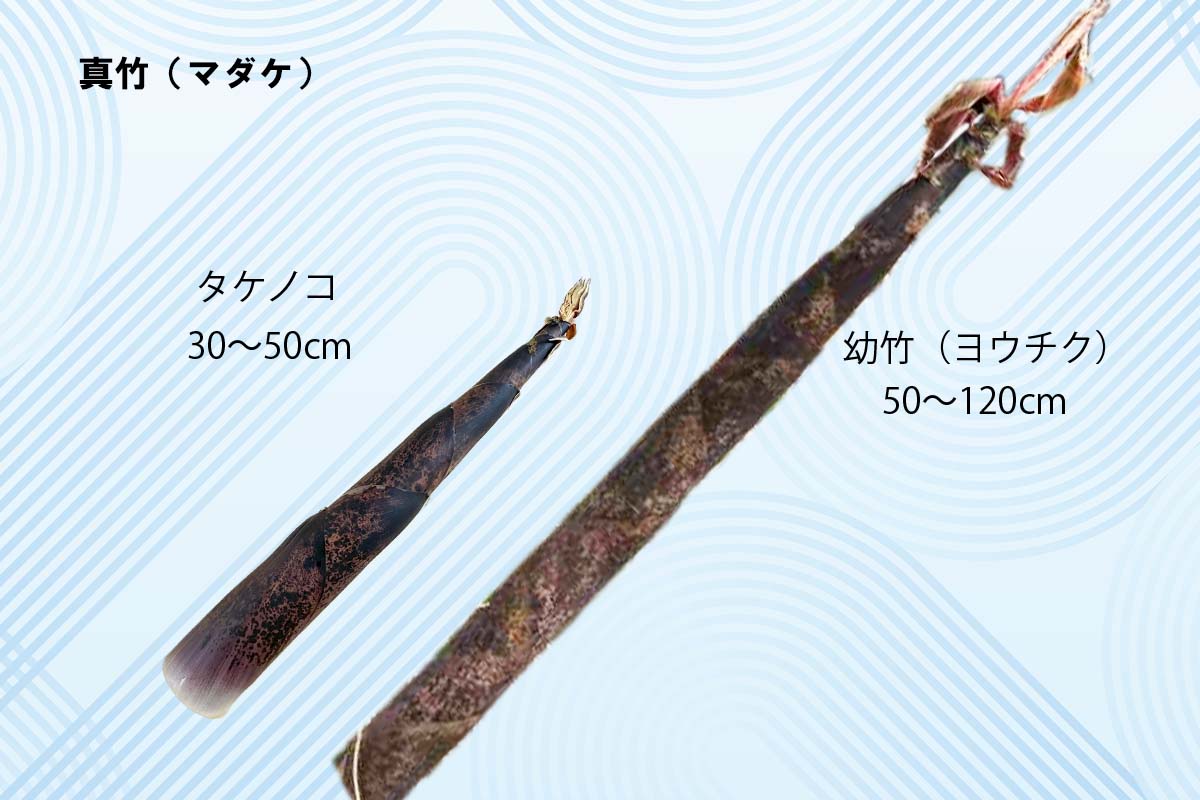 メンマ　竹林再生