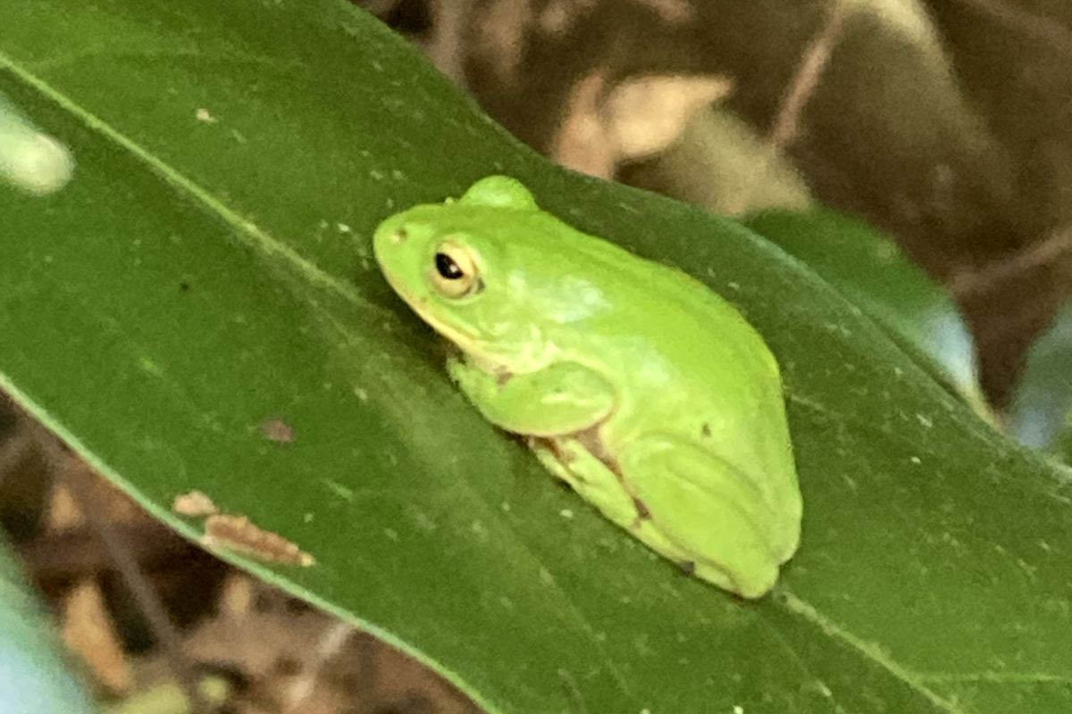 生きもの　調べ　親子