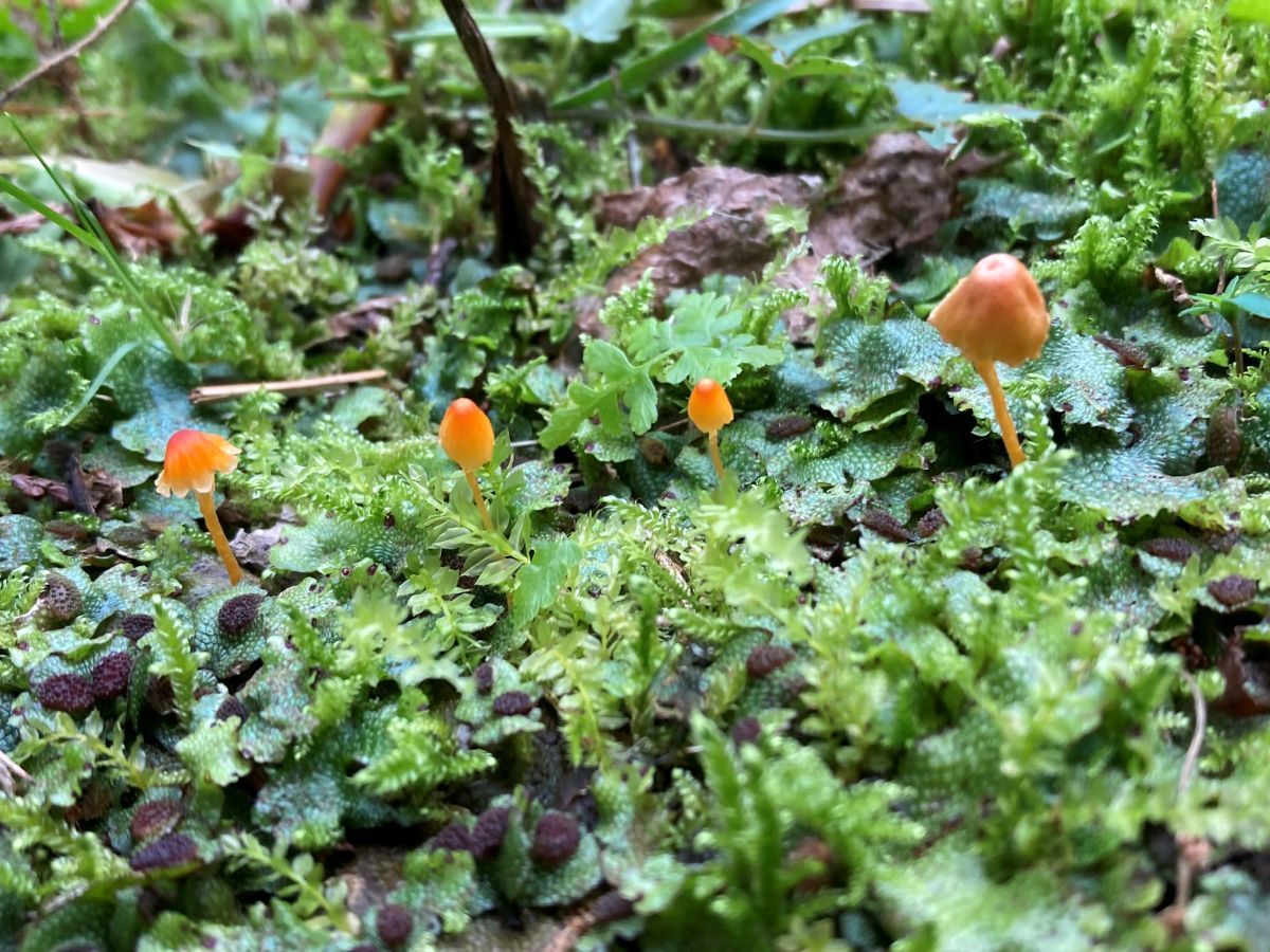 子ども　自然　環境教育