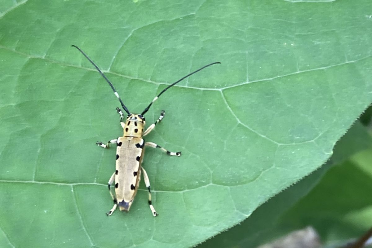 生きもの　調べ　親子