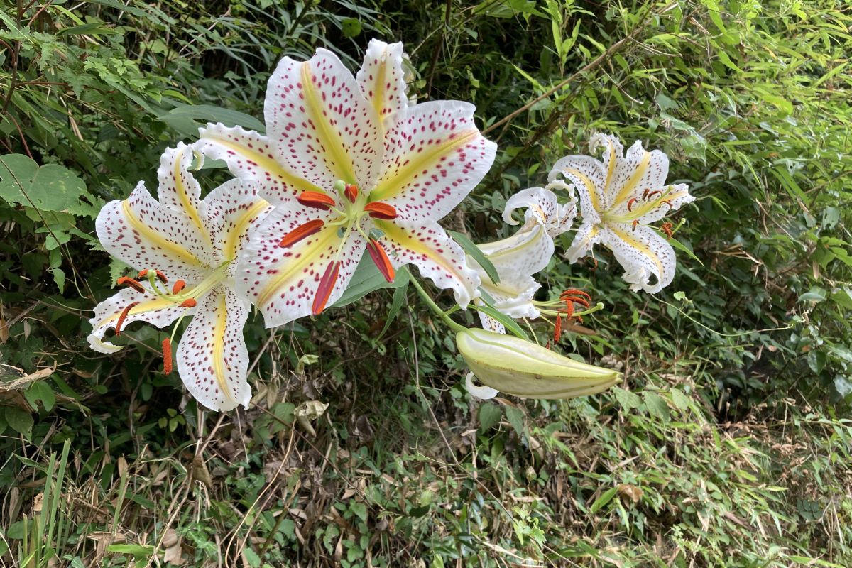 生きもの　調べ　親子