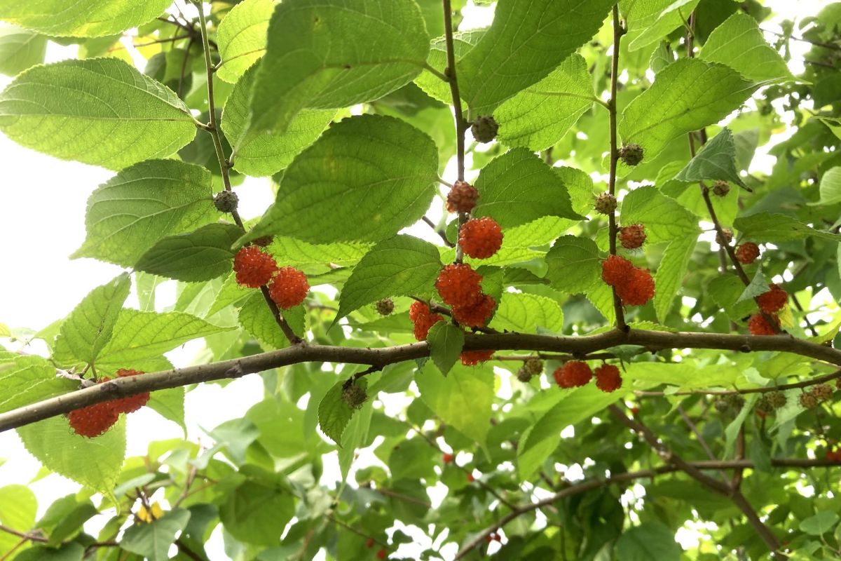 子ども　自然　環境教育