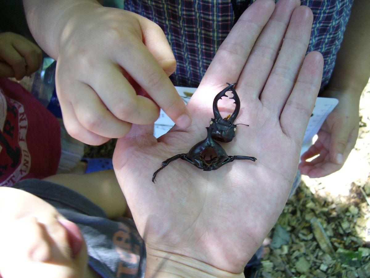 子ども　自然　環境教育