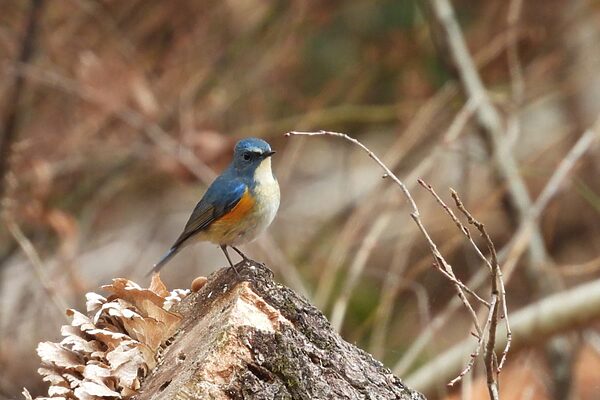アウトドアにプラスアルファで楽しめる！“ついで”バードウォッチングのススメ
