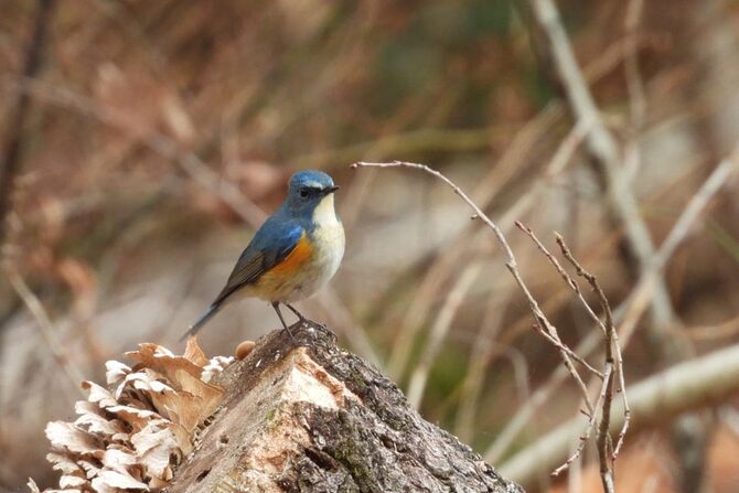 アウトドアにプラスアルファで楽しめる！“ついで”バードウォッチングのススメ