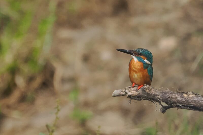 ついでバードウォッチング