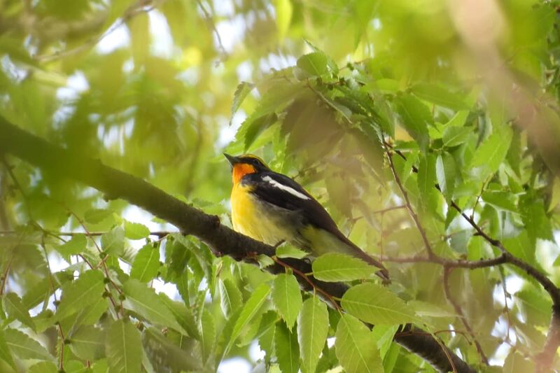 バードフレンドリーコーヒー