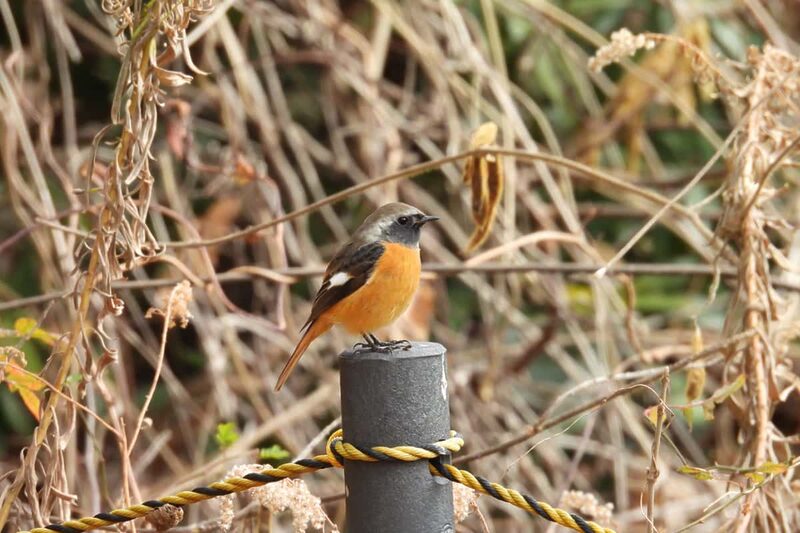ついでバードウォッチング