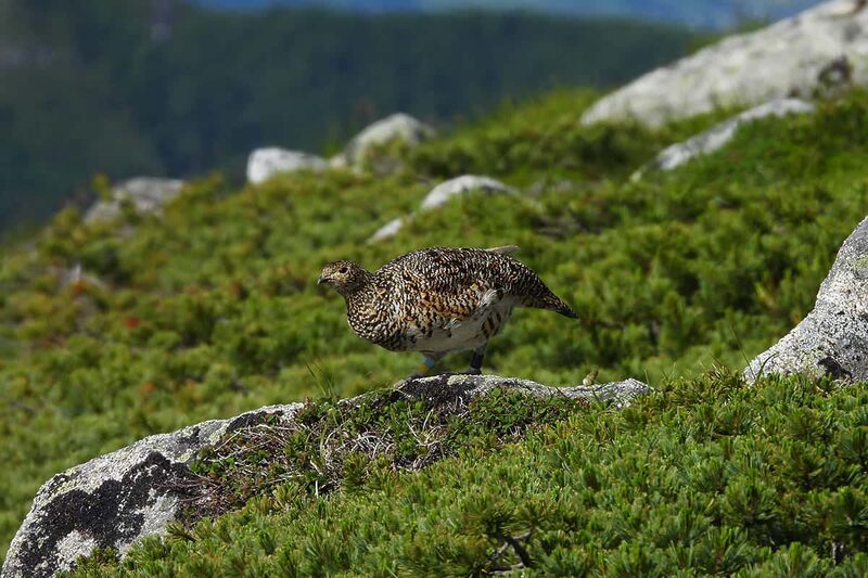 ついでバードウォッチング