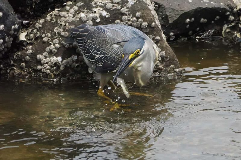ついでバードウォッチング