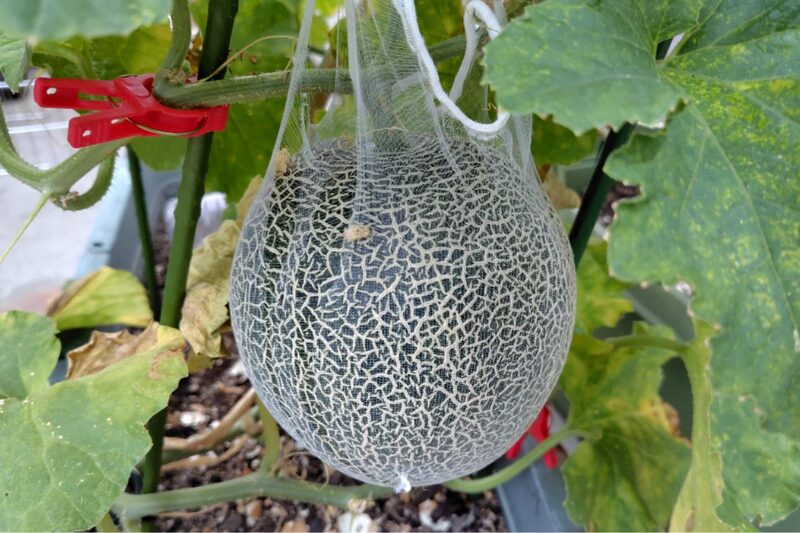 レイズドベッド 後悔