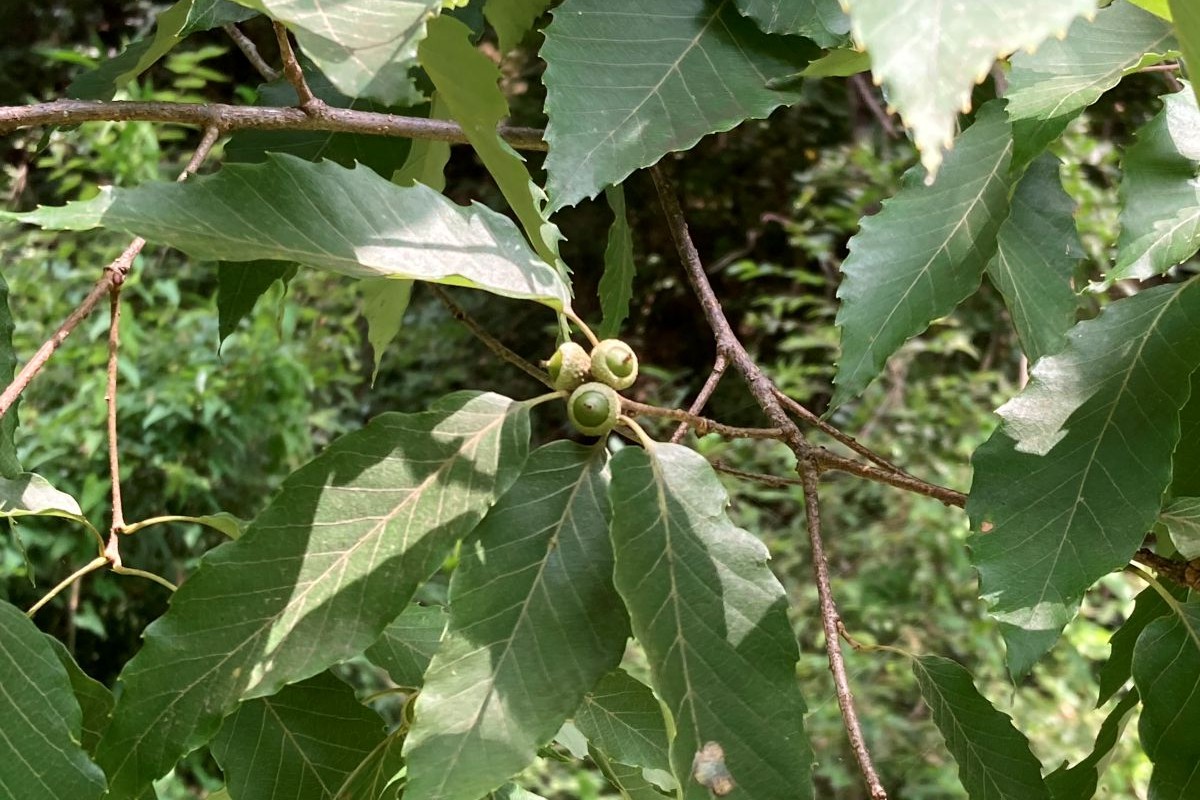 野生生物　リスク管理