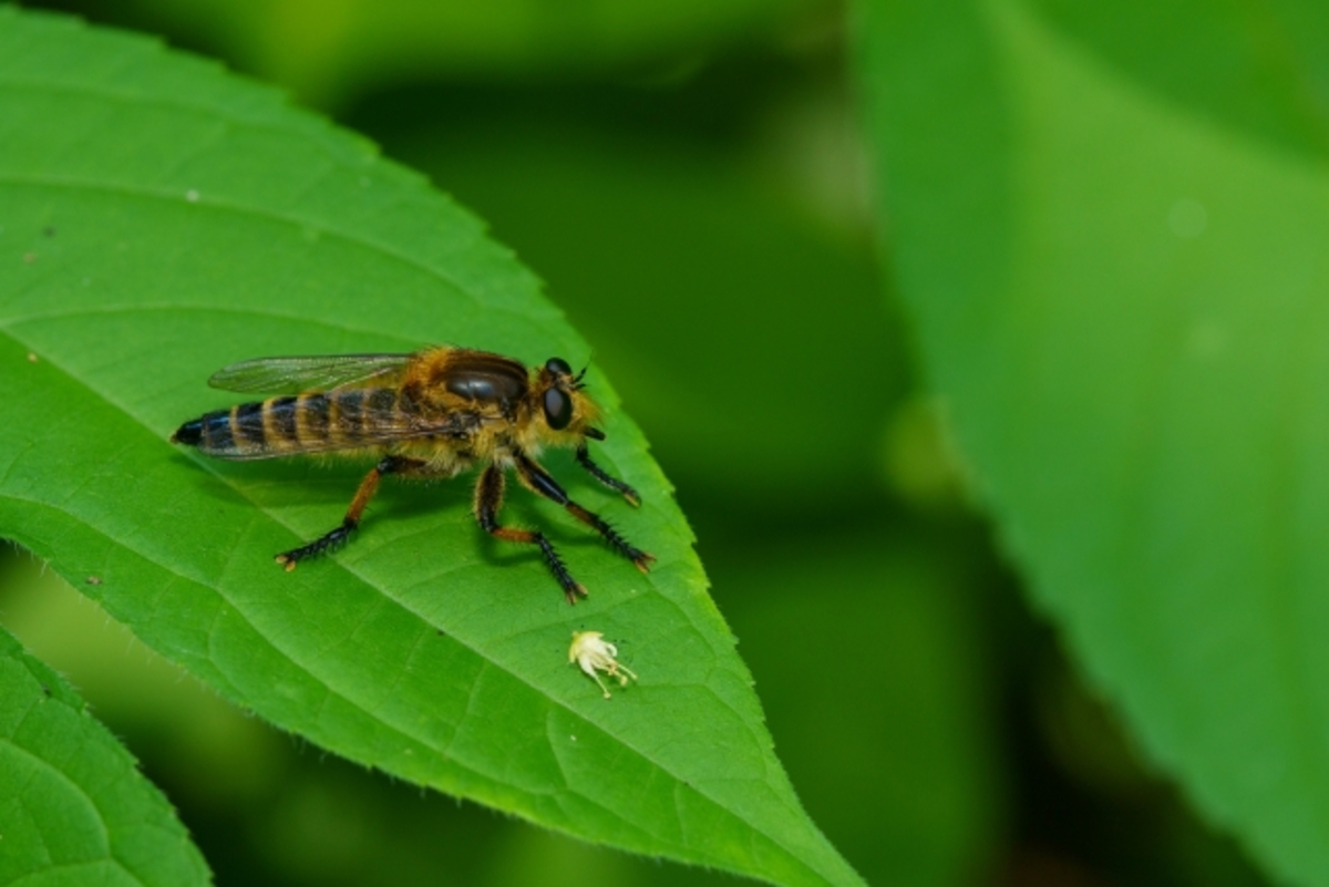 アブ ブヨ 刺されたら