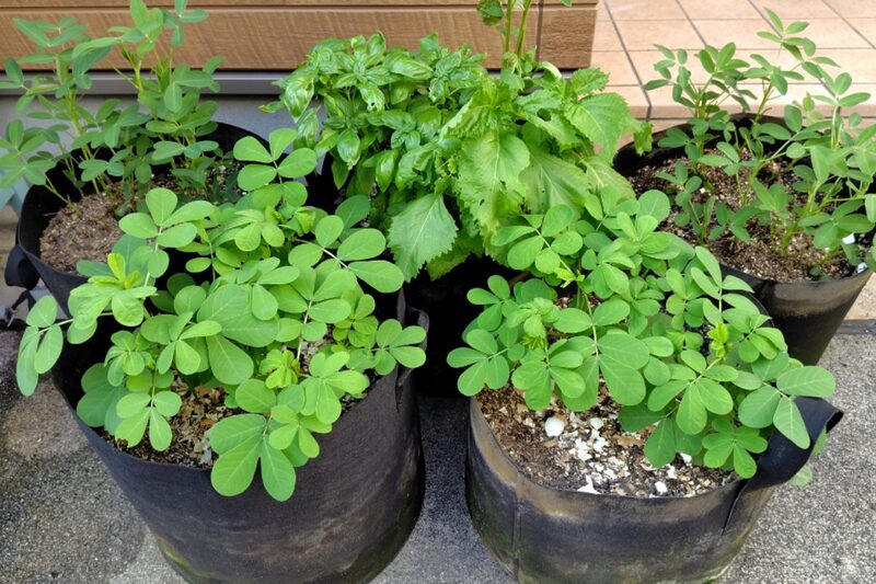 レイズドベッド 後悔