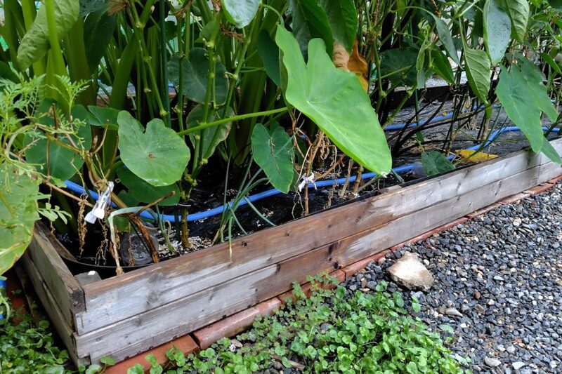 レイズドベッド 後悔