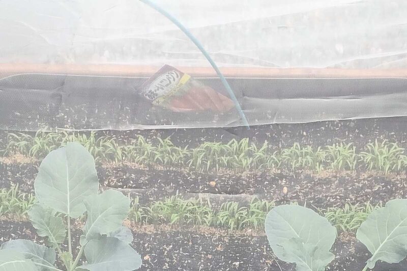 にんじん 種まき 9月