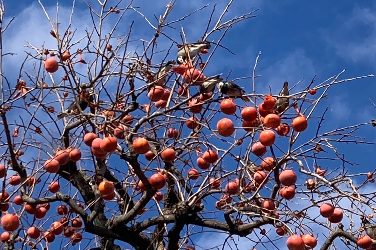 野生生物　リスク管理
