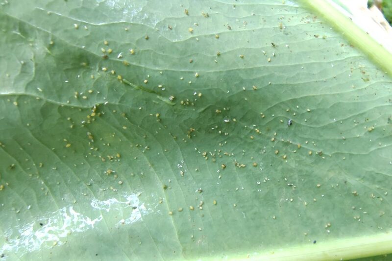 にんじん 種まき 9月