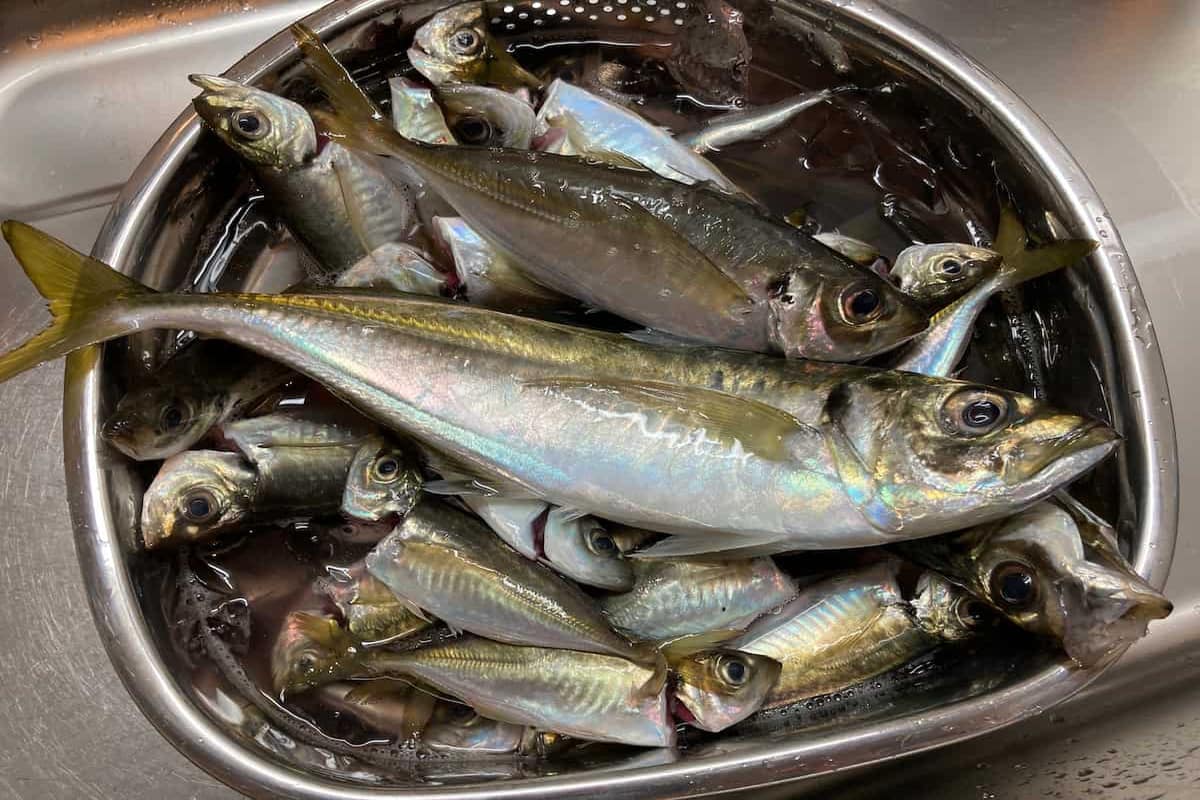 ショットガンアジングの紹介