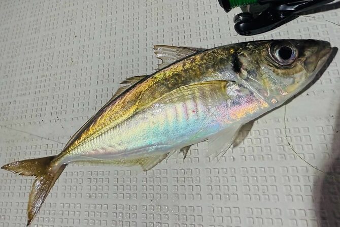 黄金に輝くアジを狙え！エサ不要で挑戦しやすい東京湾「ショットガンアジング」とは？