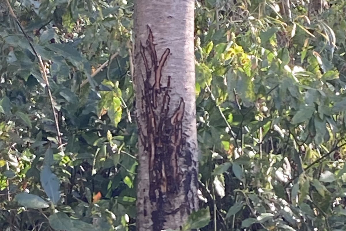 野生生物　リスク管理