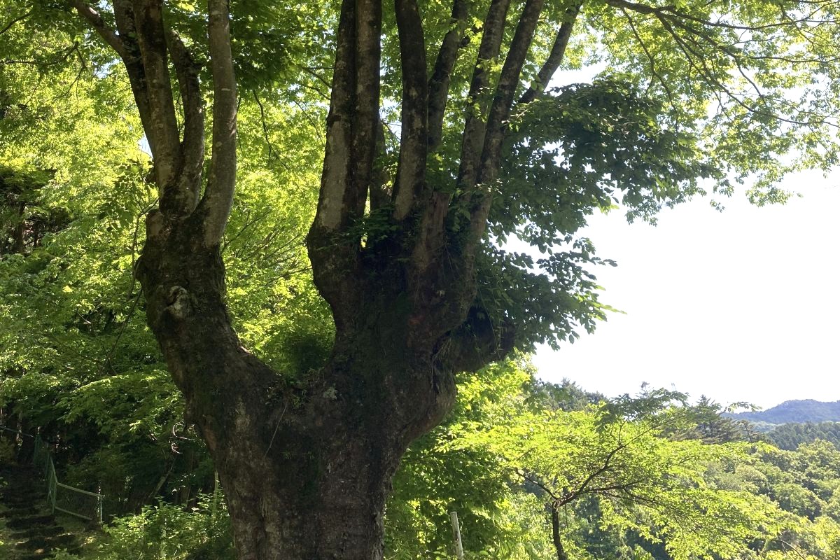 野生生物　リスク管理