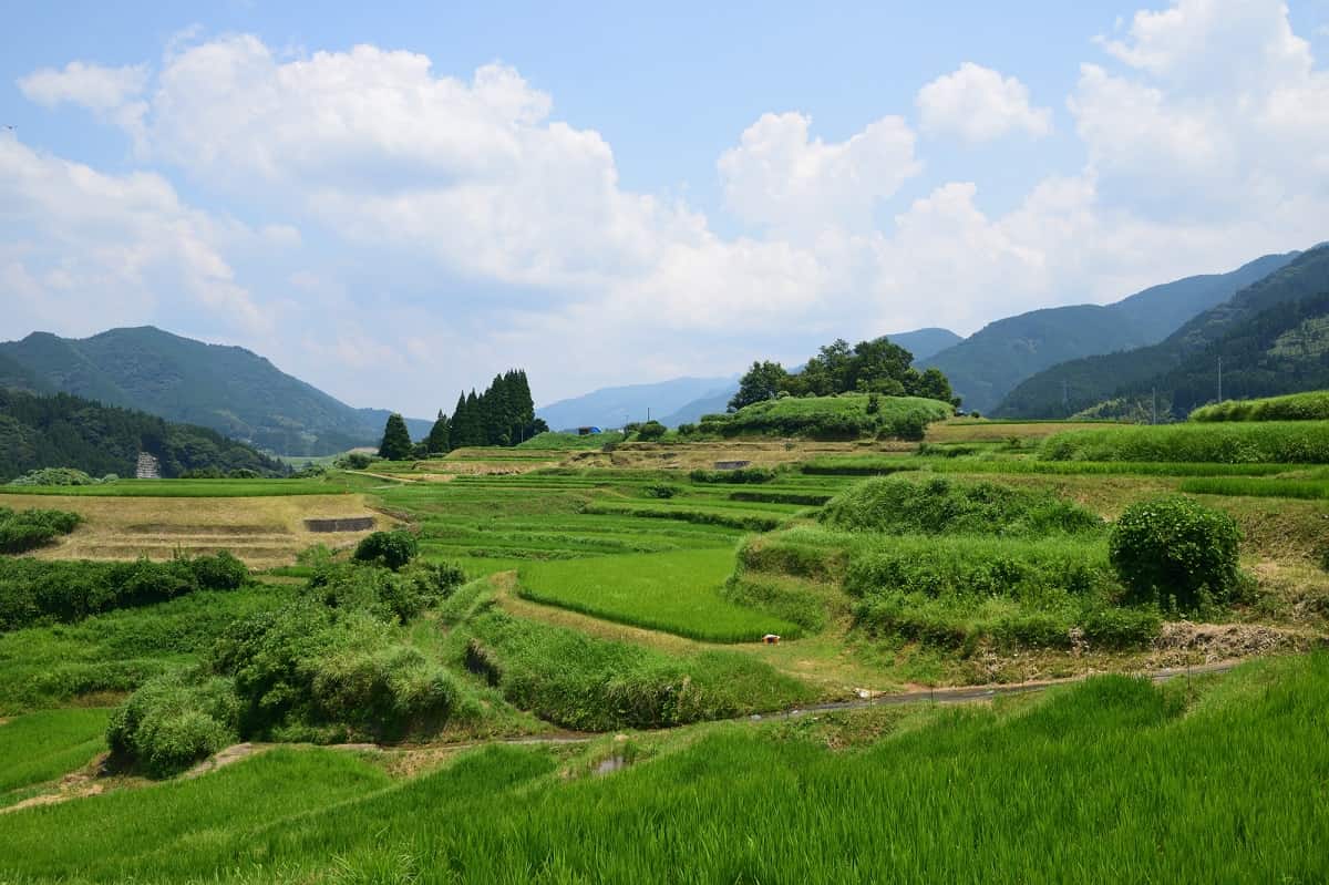 田んぼ　キャンプ