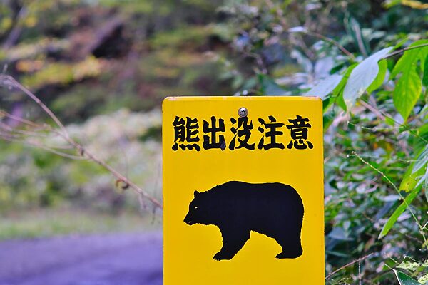 目的地にはクマがいる？安全にアウトドアを楽しむために、生態を知っておこう