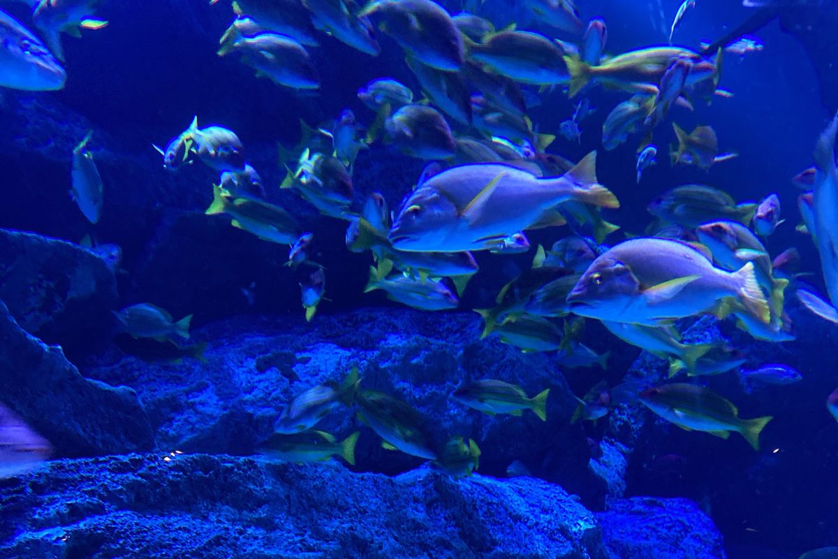 海面上昇　日本　ツバル