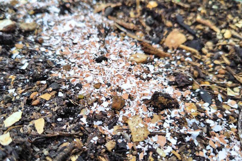 卵の殻 再利用・肥料