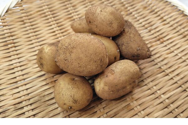 秋ジャガはいつ植える？種イモを腐らせない初心者向け栽培ガイド