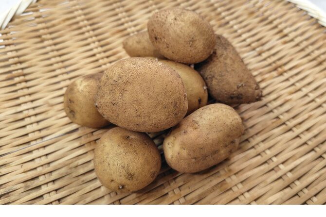 秋ジャガはいつ植える？種イモを腐らせない初心者向け栽培ガイド