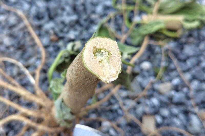 電動剪定バサミ 口コミ、電動剪定バサミ 使いやすい、家庭菜園 残渣処理