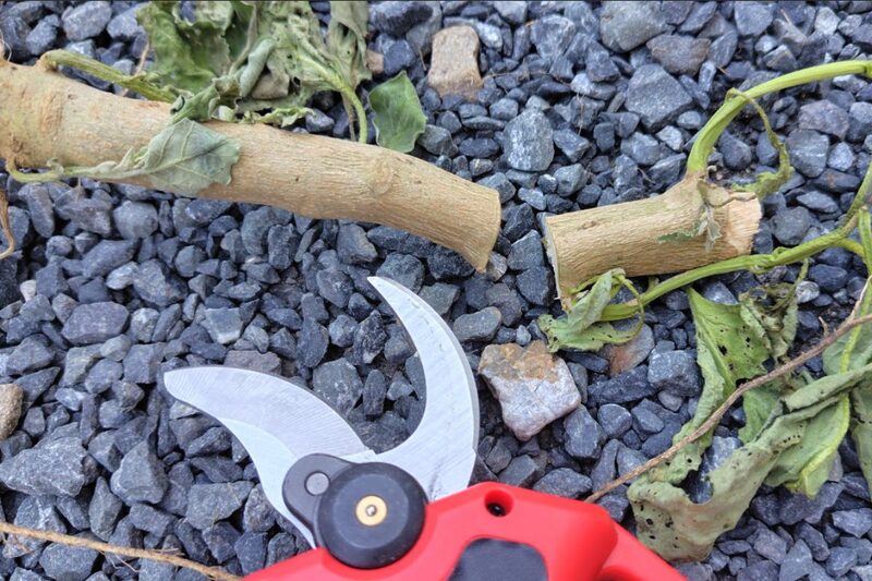 電動剪定バサミ 口コミ、電動剪定バサミ 使いやすい、家庭菜園 残渣処理
