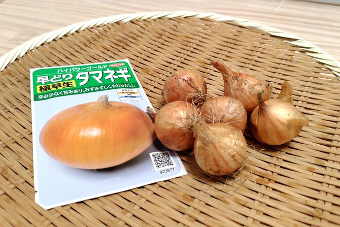 タマネギ栽培の基本！初心者でも失敗しない極早生品種ガイド