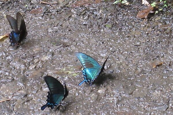 生きる力をはぐくむ！大切にしたい「センス・オブ・ワンダー」とは