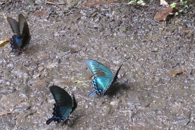 生きる力をはぐくむ！大切にしたい「センス・オブ・ワンダー」とは