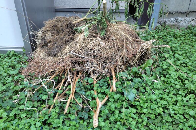 電動剪定バサミ 口コミ、電動剪定バサミ 使いやすい、家庭菜園 残渣処理