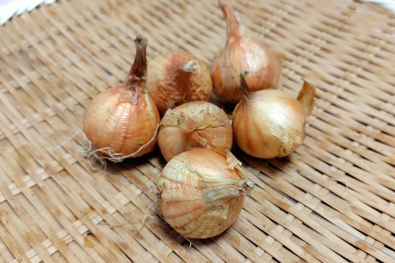 タマネギ 栽培方法