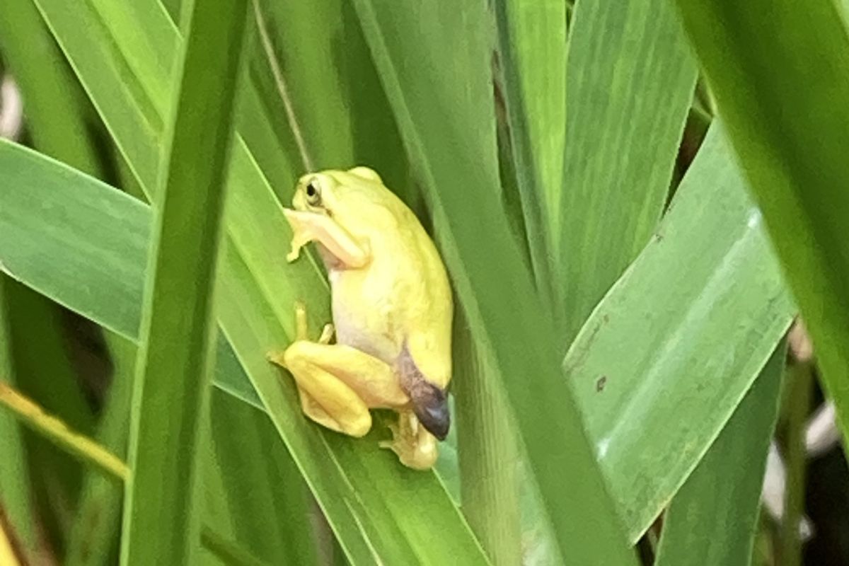 センス・オブ・ワンダー　意味　レイチェル・カーソン