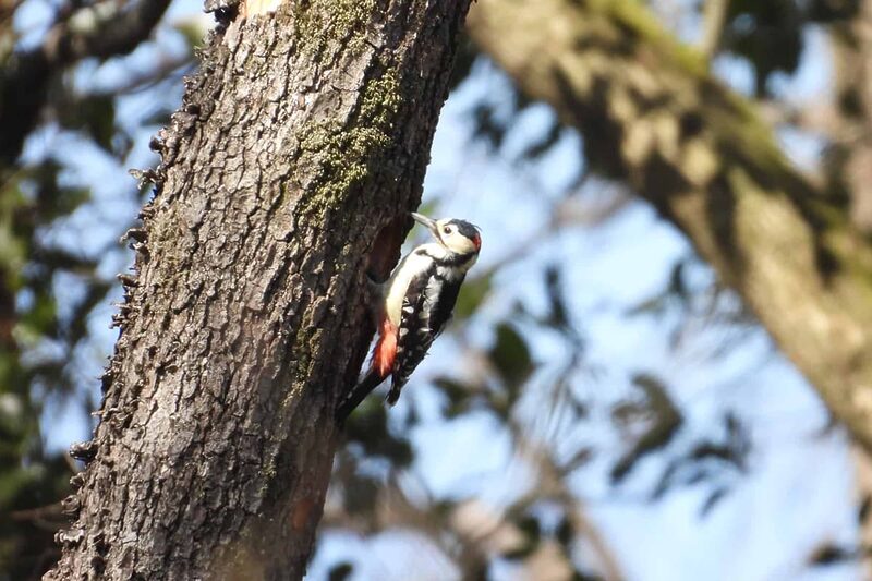 登山道 野鳥